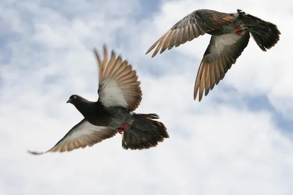 Pigeon in flight Stock Photos, Royalty Free Pigeon in flight Images ...