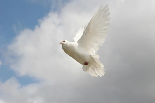 Schöne Weiße Taube Fliegen Blauer Himmel Hintergrund — Stockfoto