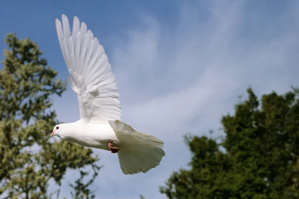 Pomba branca em voo — Fotografia de Stock