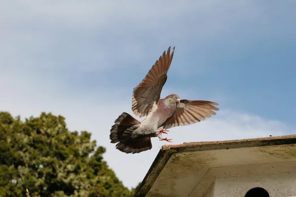Pigeon en vol — Photo