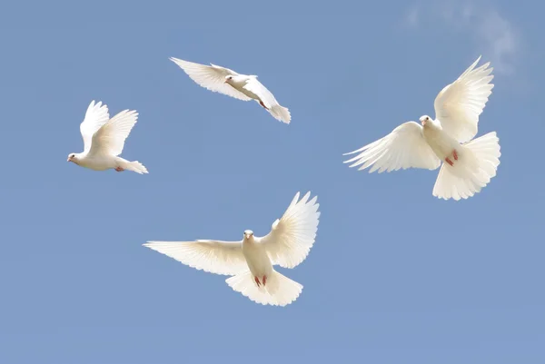Kompozitní Krásnou Bílou Holubici Létání Pozadí Modré Oblohy — Stock fotografie