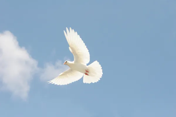 Fehér Galamb repülés közben — Stock Fotó