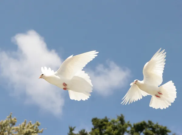 Pombas brancas em voo — Fotografia de Stock