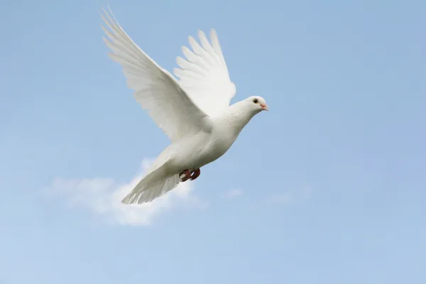 美丽的白色的鸽子飞 蓝色天空背景 — 图库照片
