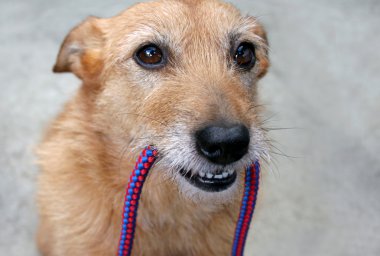 Dog holding a leash in her mouth clipart