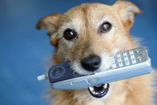 Pies z telefonem — Zdjęcie stockowe