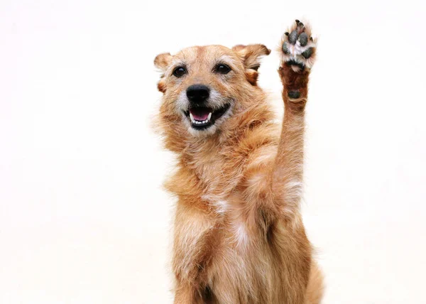 Söt Tilltufsad Terrier Hund Med Hennes Tass Upp Högt Luften — Stockfoto