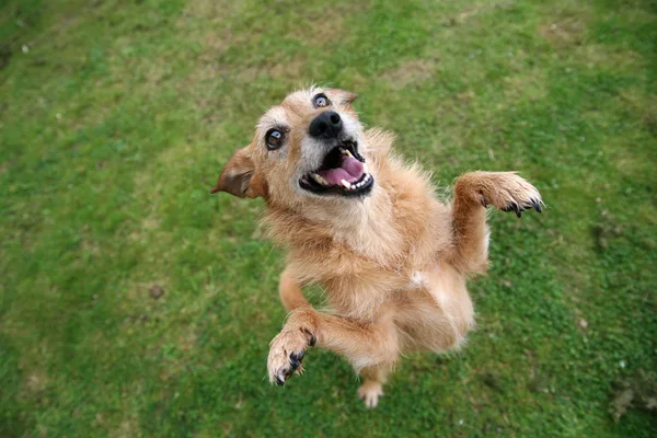 Ładny Niechlujny Terier Pies Stojący Jej Tylne Nogi Śmiejąc Się — Zdjęcie stockowe