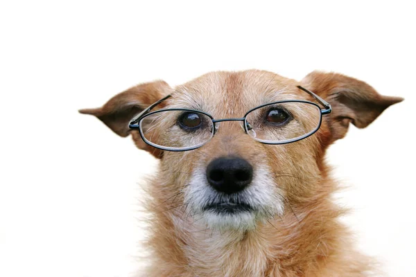 Söt Tilltufsad Hund Bär Glasögon Vit Bakgrund — Stockfoto