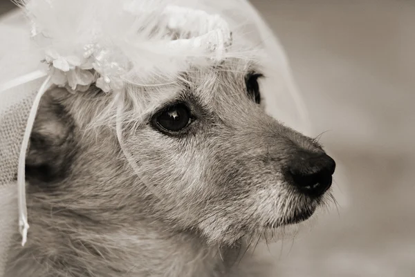 Cão em um véu de noiva — Fotografia de Stock