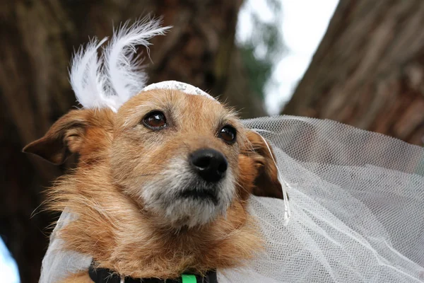 Bonito Cão Terrier Desajeitado Vestindo Véu Nupcial — Fotografia de Stock