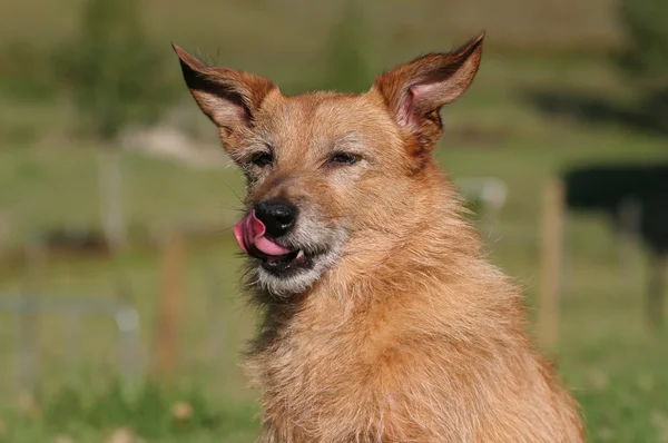 可爱的邋遢梗狗坐在阳光下舔她的嘴唇 狗是九岁 — 图库照片