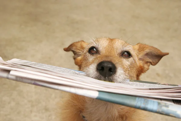 Hund med daily news — Stockfoto