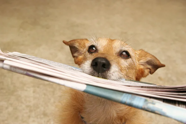 Koira päivittäisten uutisten kanssa — kuvapankkivalokuva