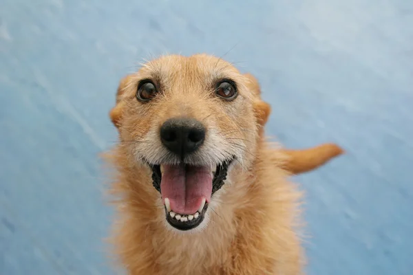 Милая Неряшливая Собака Терьер Счастливой Улыбкой Лице — стоковое фото