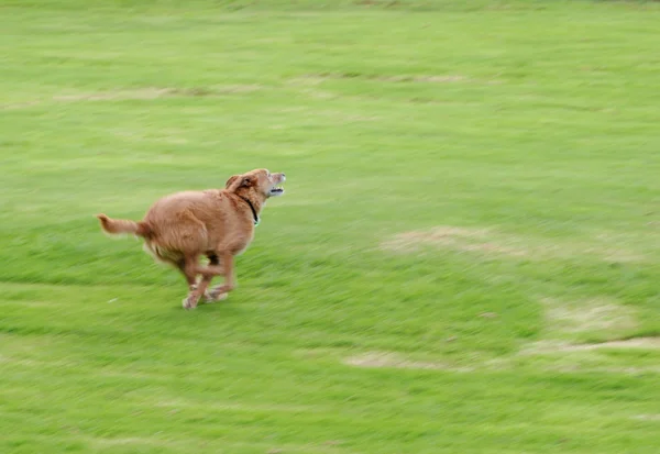 Old dog running fast — Stock Photo, Image