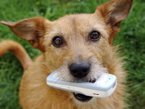 Koira, jolla on kännykkä — kuvapankkivalokuva