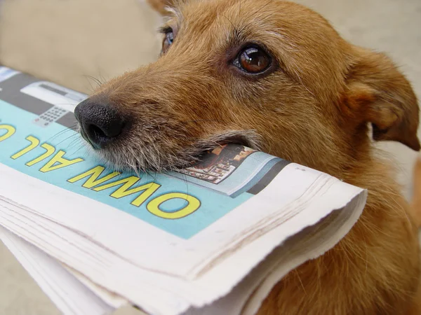 Hond met de daily news — Stockfoto