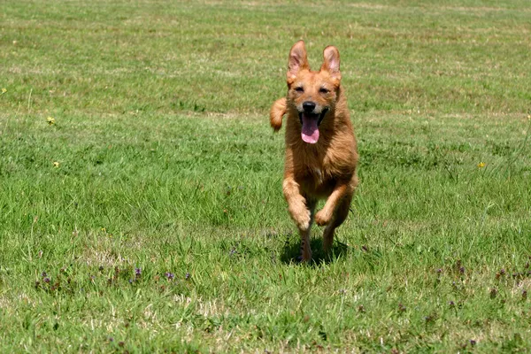 Lindo Perro Terrier Desaliñado Corriendo Por Campo Perro Tiene Nueve —  Fotos de Stock