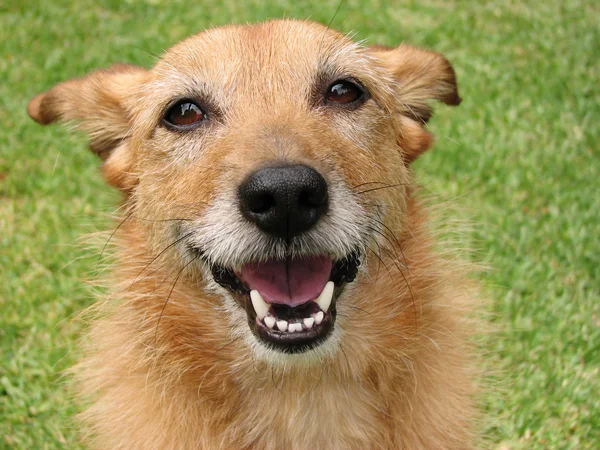 Hond met een tevreden glimlach — Stockfoto