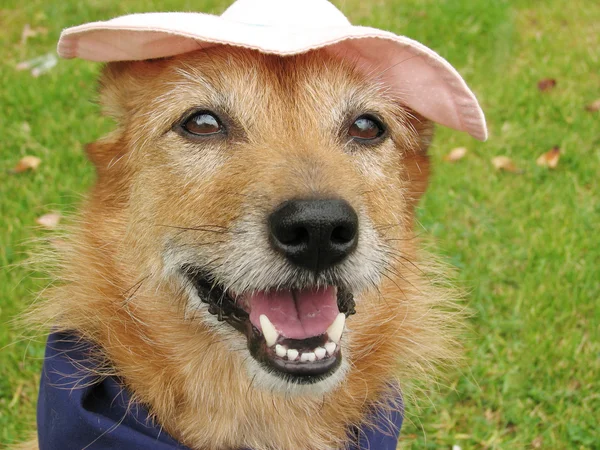 与愉悦的笑容 她的脸上一顶帽子的可爱邋遢梗狗 — 图库照片