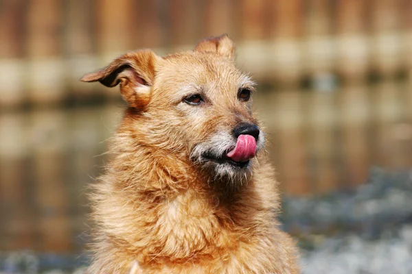 Χαριτωμένο Σκυλί Βρώμικος Που Γλείφει Μύτη — Φωτογραφία Αρχείου