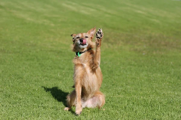 Dog with her paw up high — Stock Photo, Image