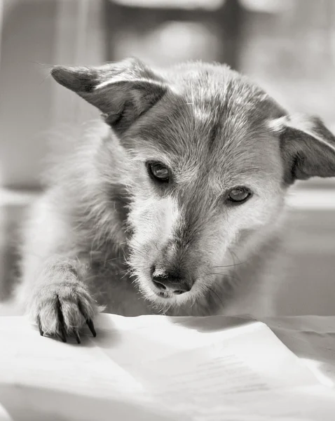 Cute Scruffy Terrier Dog Looking Page She Reading Black White — Stock Photo, Image