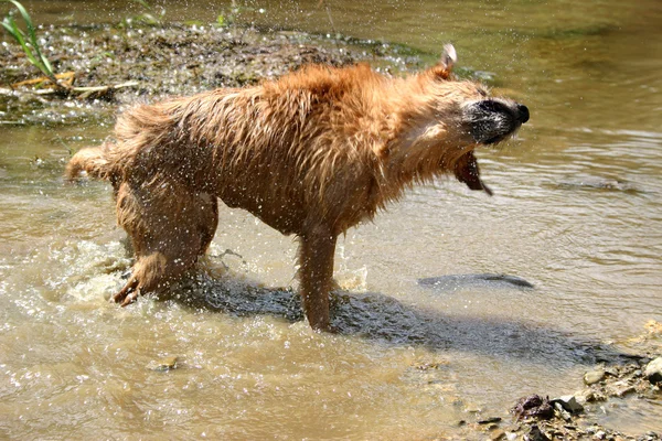Υγρή σκυλί τίναγμα — Φωτογραφία Αρχείου