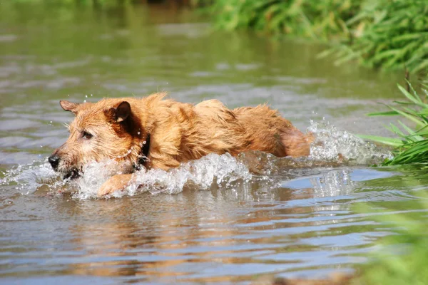 Niedlicher Ungepflegter Terrier Hund Planscht Wasser — Stockfoto