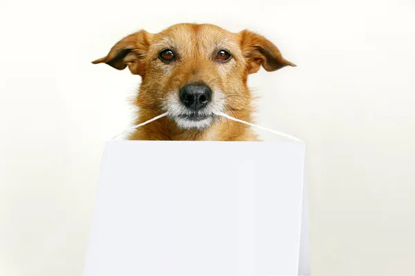 Perro sosteniendo un signo en blanco — Foto de Stock