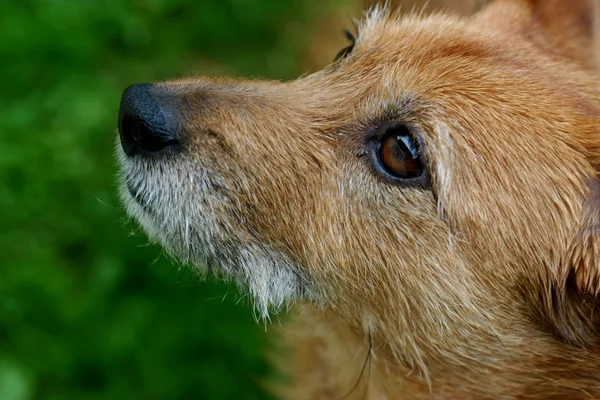 Scruffy cane guardando in alto — Foto Stock