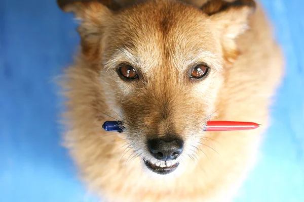Cão com uma caneta na boca — Fotografia de Stock