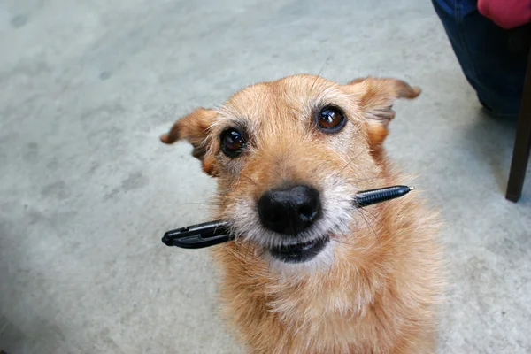 Cute Scruffy Dog Pen Her Mouth — Stock Photo, Image