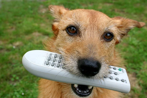 Dog with a remote control — Stock Photo, Image