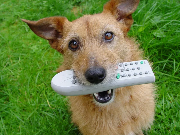 Dog with a remote control — Stock Photo, Image