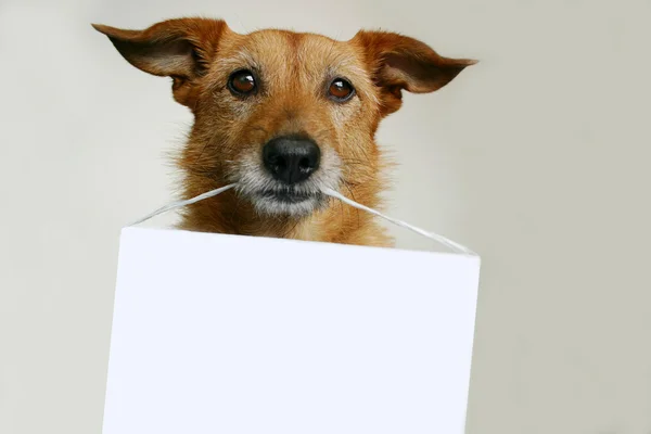 Cute Scruffy Terrier Dog Holding Blank Sign Her Mouth — Stock Photo, Image