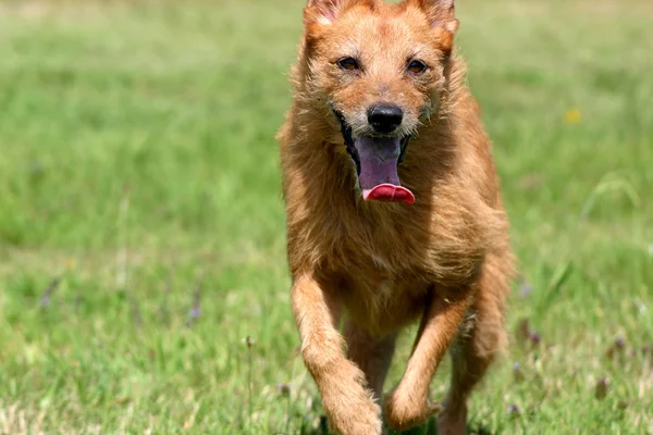 Σκύλο που τρέχει γρήγορα — Φωτογραφία Αρχείου
