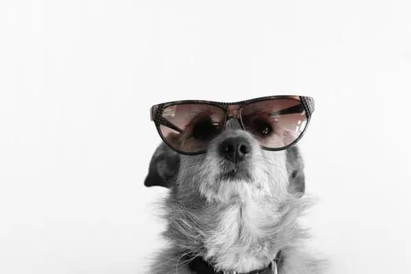Güneş gözlüklü köpek — Stok fotoğraf