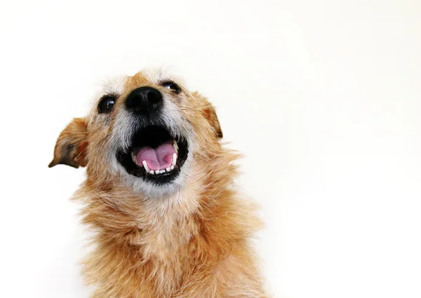 Kutya-val egy boldog mosoly Stock Kép