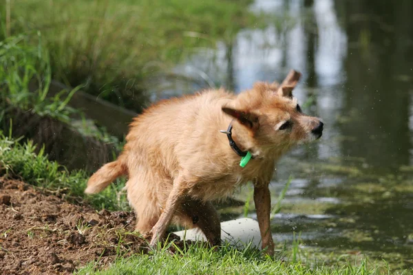 濡れた犬の揺れ ロイヤリティフリーのストック画像