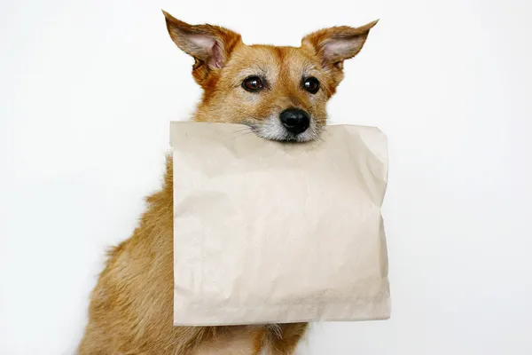 Bonito Cão Terrier Scruffy Segurando Saco Papel Marrom Fotos De Bancos De Imagens Sem Royalties