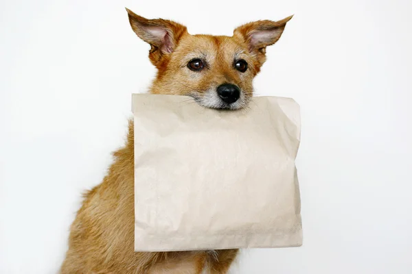 dog with a bag