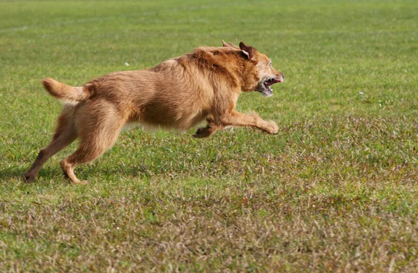 Ładny Niechlujny Terier Pies Biegnąc Trawie Pies Lat Obraz Stockowy