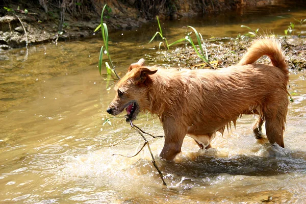 可爱的邋遢梗狗在河里溅 图库图片