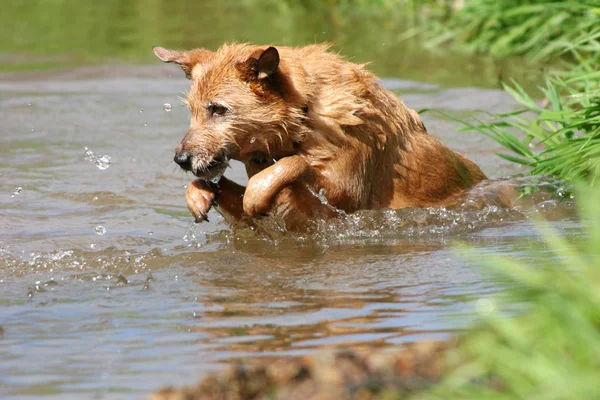 水の跳躍犬 ストック画像