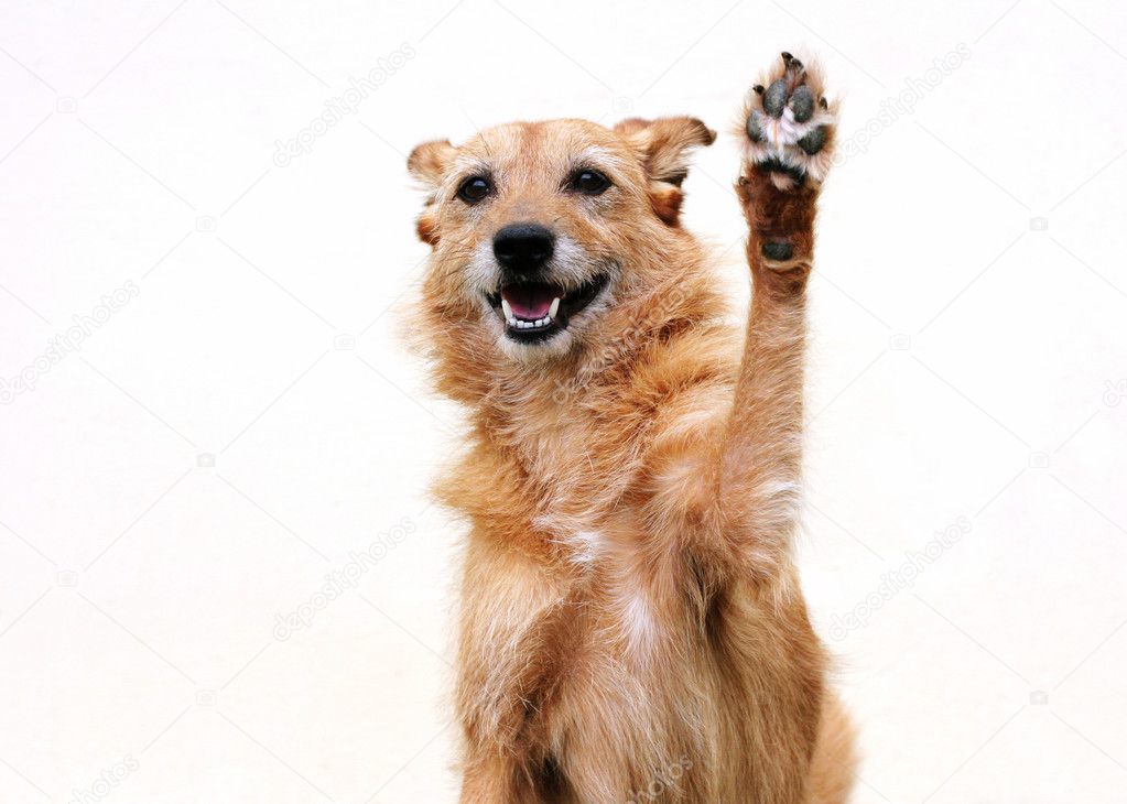 Cute scruffy terrier dog with her paw raised high in the air in a high five