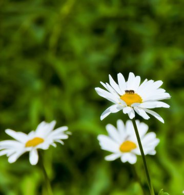 Daisies in nature. clipart