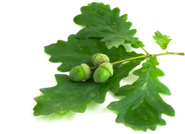 Branch of an oak with acorns on white background clipart