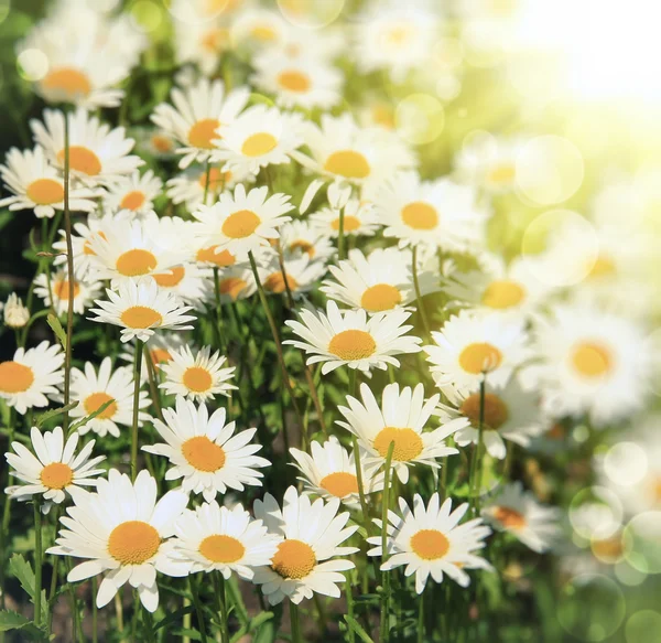 stock image Background with daisies